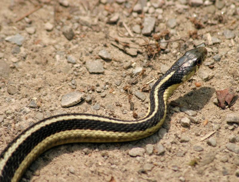 Snake.jpg