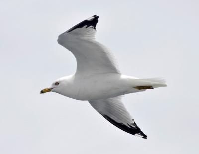 Gull2.jpg