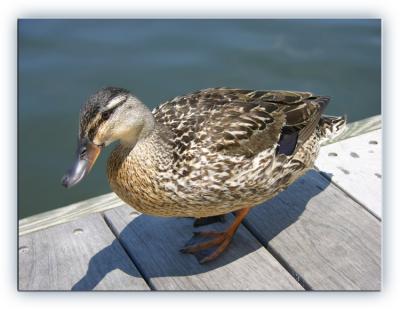 Duck on Deck (Burke Lake)