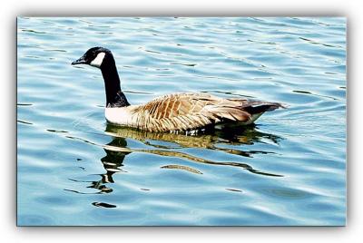 Goose on the Lake (Burke Lake) Ezel Photo