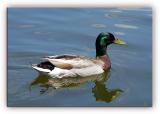 Duck in the Water (Burke Lake)