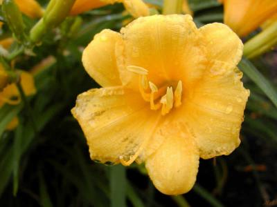 u47/ms_mimi69/medium/30000954.Liquidsunshineonayelloworangepetal.jpg