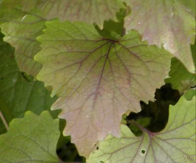 Vainy leaf.jpg(268)