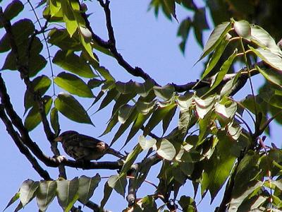 Sparrow on a limb.jpg(273)