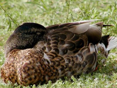 Duck napping.jpg(239)