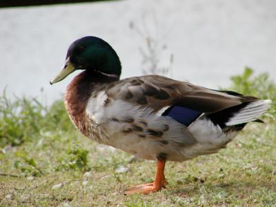 u47/ms_mimi69/medium/30541715.Duck.jpg