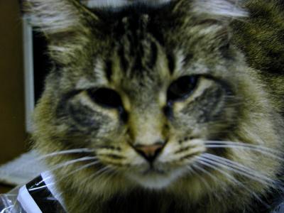 Nosey cat.jpg(99)