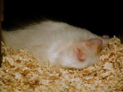 Sleeping and somewhat hidden albino Skunk.jpg(1991)