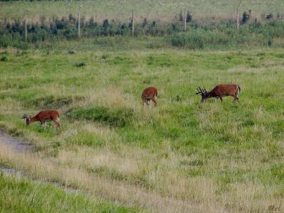 Whitetailed Deer.jpg(152)