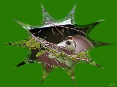 Sparrow I think.jpg(172)