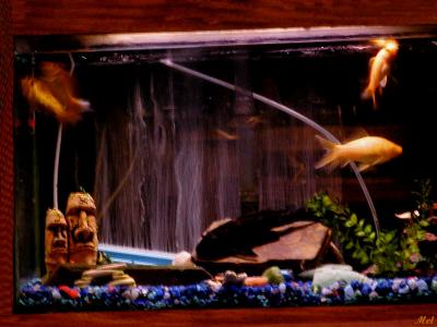 Night shot of fish tank.jpg(274)