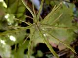 Twig.jpg(170)