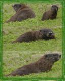 Groundhog.jpg(137)