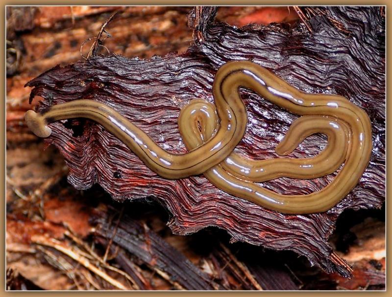 Hammerhead Worm - Tom