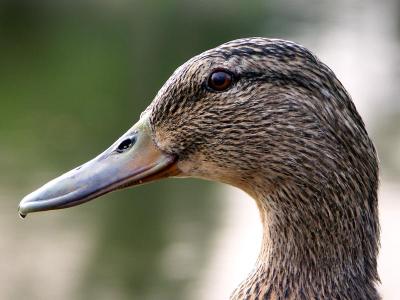 Brown-eyed Duck by Fred