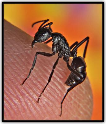 + Restructuring by John down under, ant whisperer
