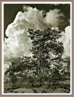 + Steam Tree by Paul
