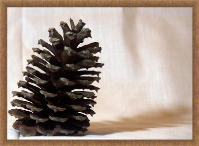 Pine Cone by Philip Potts