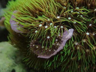 green star polyps by Peggy