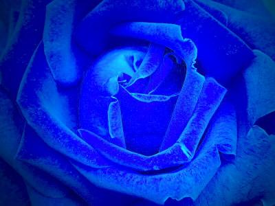 Velvet Blue by Mattana