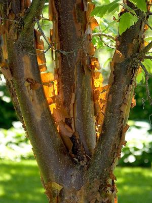 Peeling Bark by Ingo Rautenberg