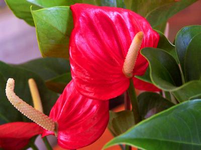 u47/mtf_foto_studies/medium/30553959.Anthurium.jpg