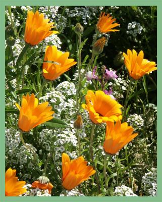 u47/mtf_foto_studies/medium/30581043.flowers_orange_frame_post.jpg