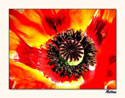 u47/mtf_foto_studies/medium/30596200.Poppy_002f.jpg