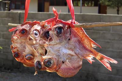 u47/mtf_foto_studies/medium/30710520.fishy.jpg