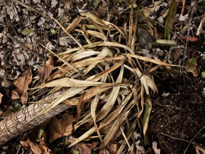 Discarded Houseplant by len_taylor