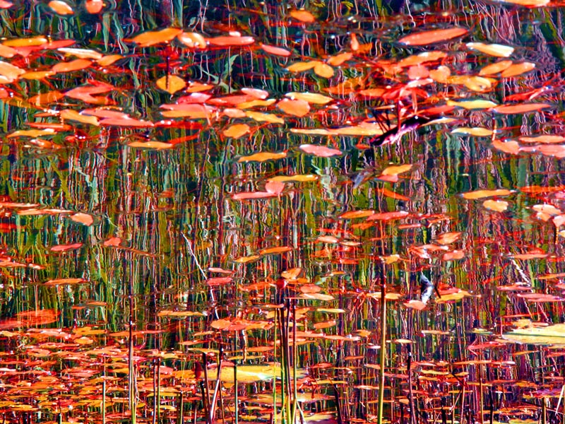 1st: jackson pollock by adrianox
