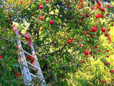 Apple Ladder