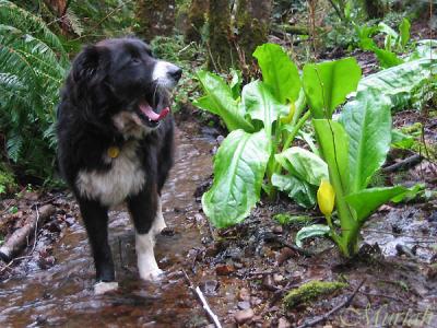 Snazzy Yawns at Skunk Cabbage (02-20-05)
