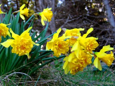 Daffodil Homesite (02-21-05)
