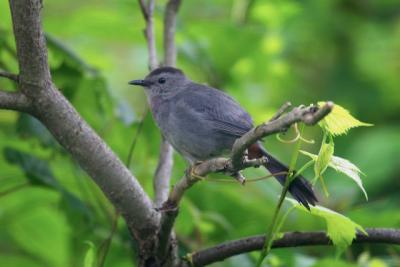 Gray Catbird