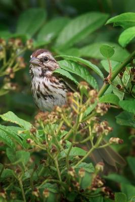 Song Sparrow