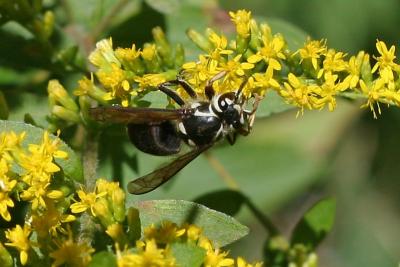 Bald-faced Hornet