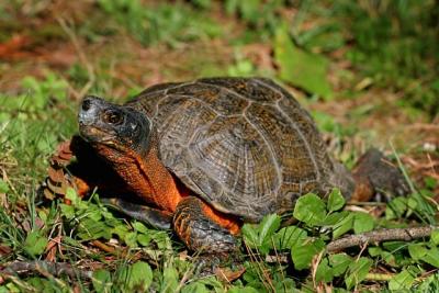 Wood Turtle