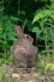 Cottontail Rabbit