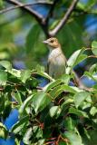 Indigo Bunting Female