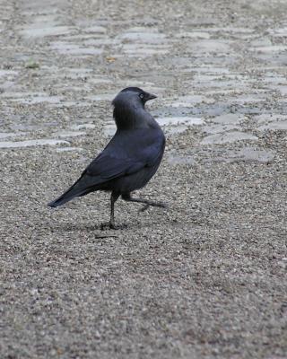 Jackdaw (Corvus Monedula) - Belgium, 21-05-04.JPG