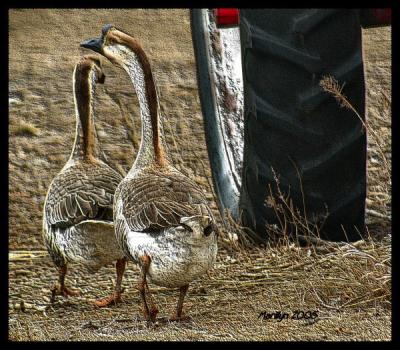 'follow the leader ... '