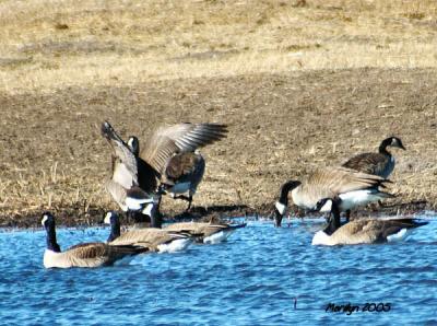 'in a flap ... '