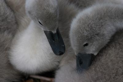 Cygnets