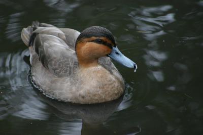 107-0747_IMG.JPG