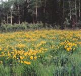 flower1.jpg