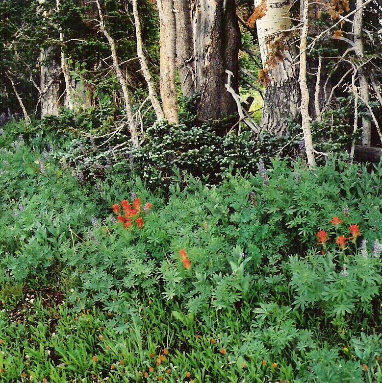 wildflower2.jpg