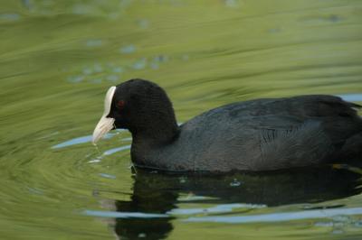  Crakes_rails__waders