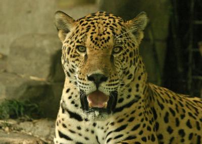 Spotted jaguar 2