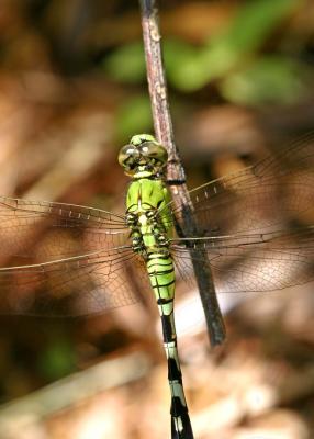 green body dragonfly